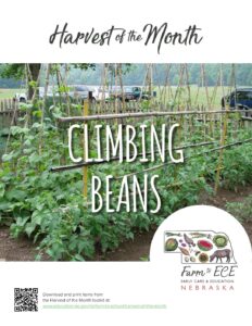 Climbing Beans-ECE-Lesson